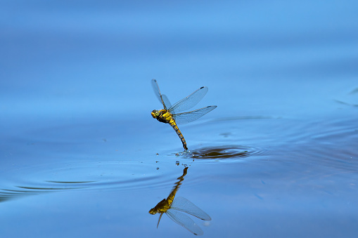 Orthetrum cancellatum, Black-tailed Skimmer, dragonfly, female