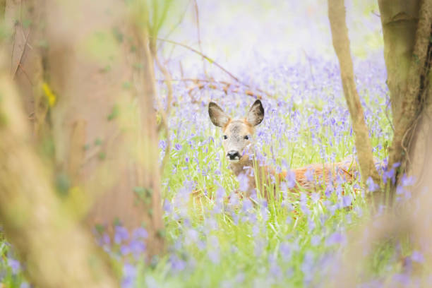 istock Roe Deer and Bluebells, Fife 1488399519