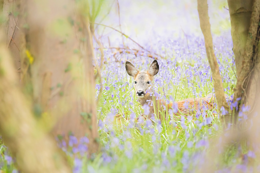 A young female Roe Deer (Capreolus capreolus) resting in a spring meadow of bluebell wildflowers at Dalgety Bay, Fife, Scotland, UK.