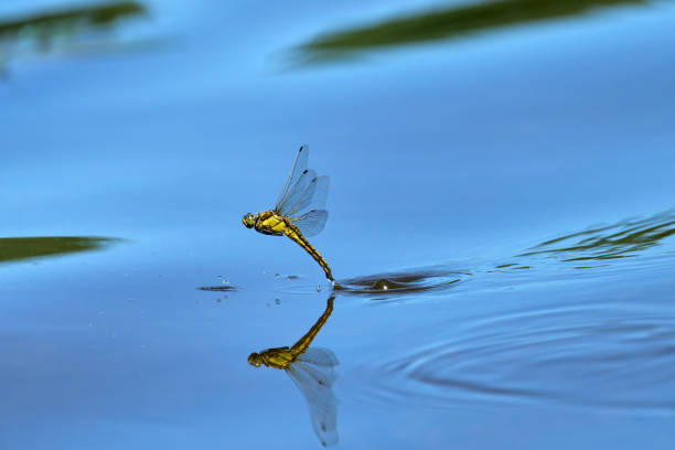 istock a yellow female dragonfly is reflected on the water surface while laying eggs and splashing with water 1488399529