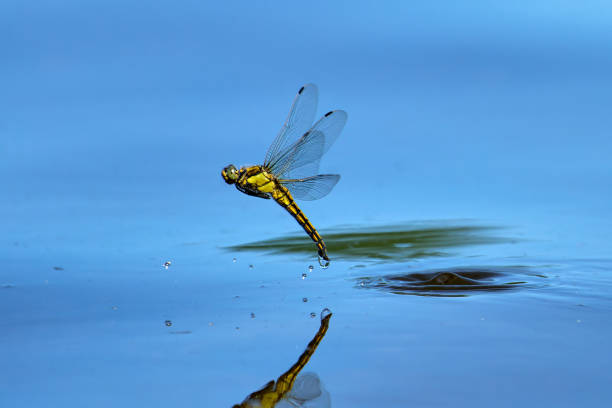 istock a yellow female dragonfly is reflected on the water surface while laying eggs and splashing with water 1488399557