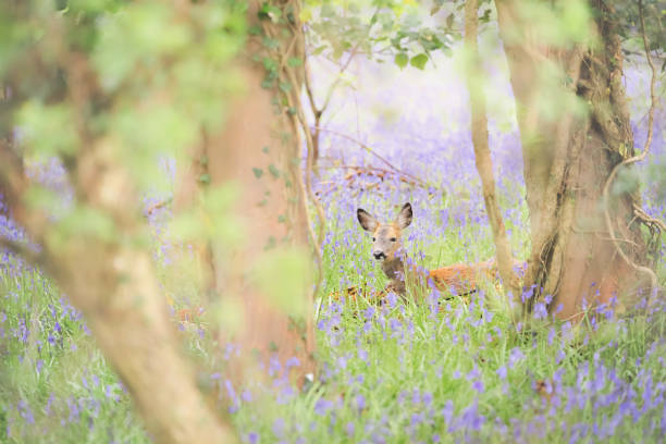 istock Roe Deer and Bluebells, Fife 1488399574