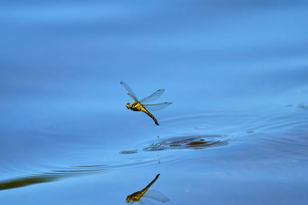 istock a yellow female dragonfly is reflected on the water surface while laying eggs and splashing with water 1488399577