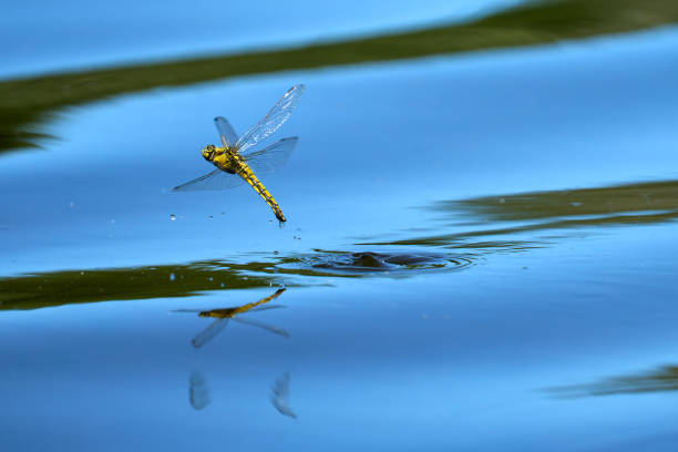istock a yellow female dragonfly is reflected on the water surface while laying eggs and splashing with water 1488399594