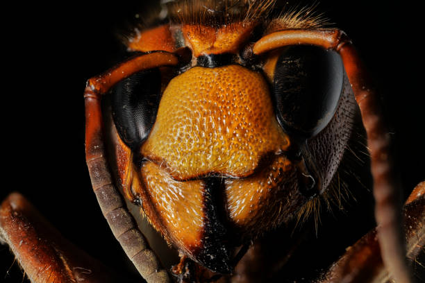 istock Portrait of a hornet 1488399642