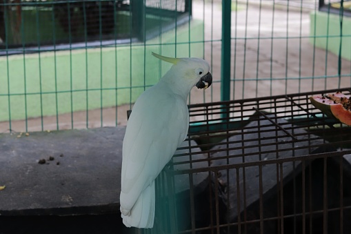 Eleonora's cockatoo having lunch at a zoo