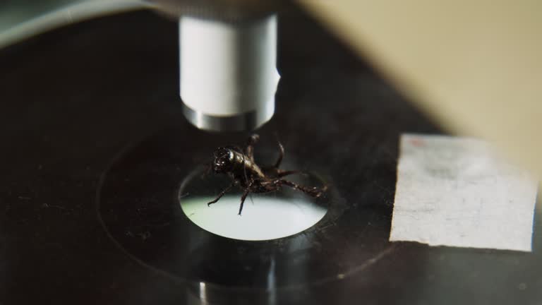 Bug Microscope 140+ Insect Under The Microscope Stock Videos and Royalty-Free Footage ...