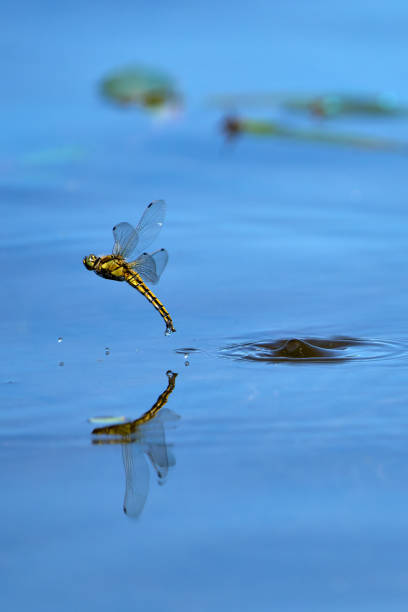 istock a yellow female dragonfly is reflected on the water surface while laying eggs and splashing with water 1488399687
