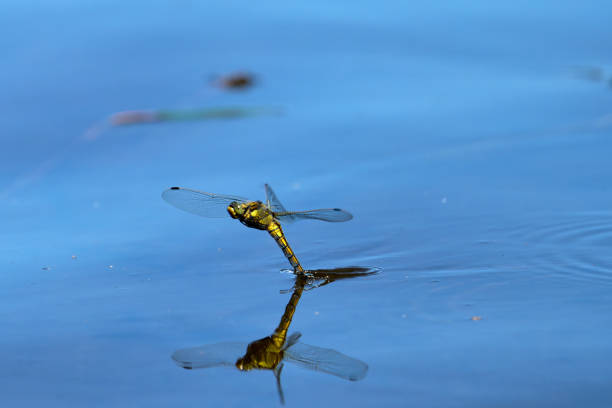 istock a yellow female dragonfly is reflected on the water surface while laying eggs and splashing with water 1488399727