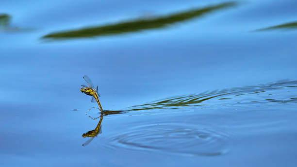 istock a yellow dragonfly splashes with water as it lays its eggs 1488400480