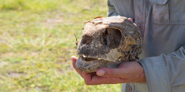 istock Skull of Aldabra Giant Tortoise. 1488400509