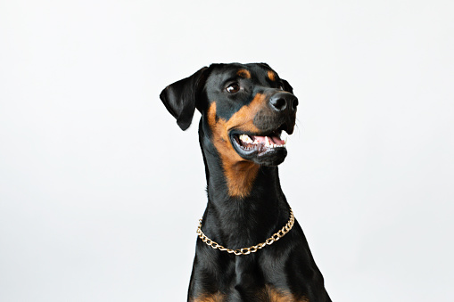 Doberman pinscher on white background looking at camera.