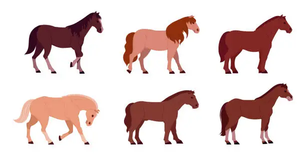 Vector illustration of Cartoon horses. Domestic graceful animals, horses of different breeds. Farm or ranch animals flat vector illustration set