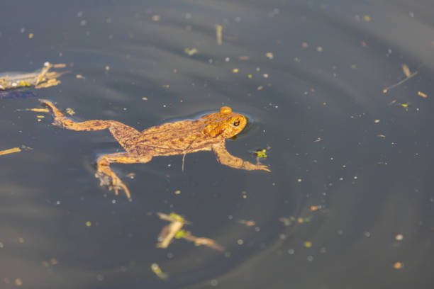 istock Common toad - Bufo bufo in mating season. Frog in water. A toad on the surface of a pond. 1488402144