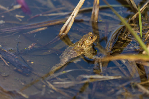 istock Common toad - Bufo bufo in mating season. Frog in water. A toad on the surface of a pond. 1488402334