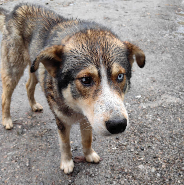 istock A homeless mongrel of medium size with different eyes. 1488402850