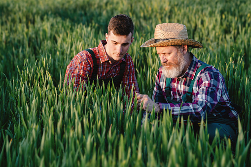 Two generations of farmers examining wheat crops on an agricultural field