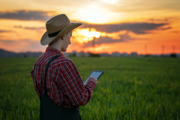 istock Young farmer working with tablet in wheat field during sunset 1488404019