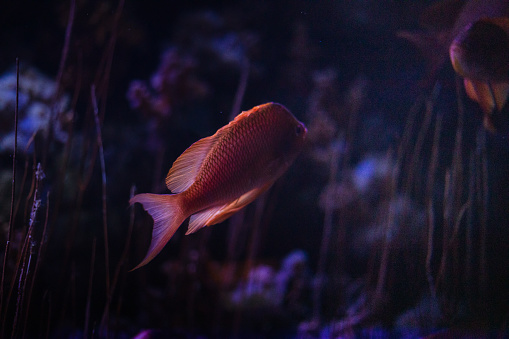 Orange fish swimming in the aquarium  with a dark background