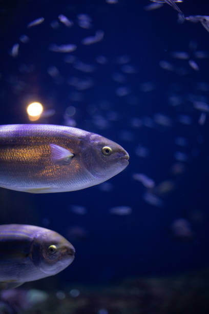 istock Two fish swimming with a school of fish behind 1488406129