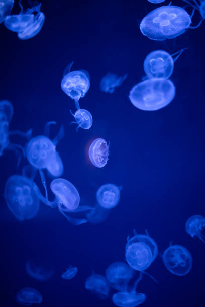 istock Transparent jellyfish in an aquarium 1488406165