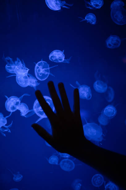 istock Hand touching a glass window at an aquarium with jellyfish 1488406168