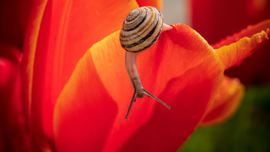 A white-lipped snail crawling on a red flower petal. Selective focus.