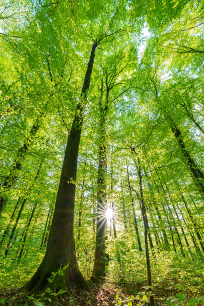 istock Springtime forest with setting sun shining through leaves and branches. Nature, forestry, habitat, environment and sustainability concepts 1488407018