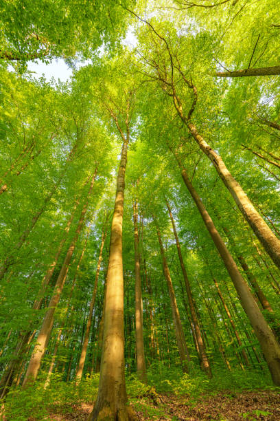 istock Springtime forest with setting sun shining through leaves and branches. Nature, forestry, habitat, environment and sustainability concepts 1488407083
