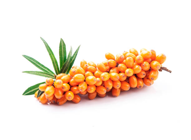 Sea buckthorn with leaves stock photo