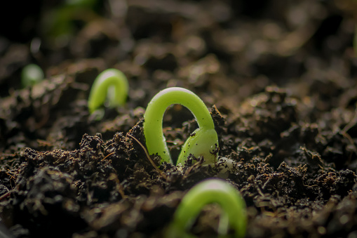 Small fresh green white beans seedlings just sprouted from seeds planted in fertile potting soil