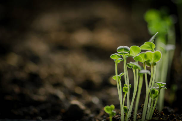 Small young green rapini or turnips seedlings just sprouted from seeds planted in fertile potting soil