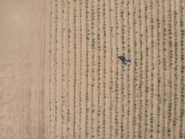 istock Agriculture small business 1488407763