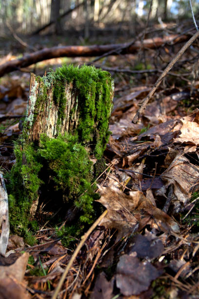 istock photo green moss on an old stump 1488408694