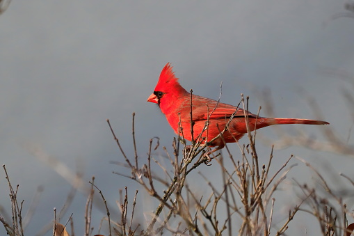 A male cardinal stops to survey his surroundings.
