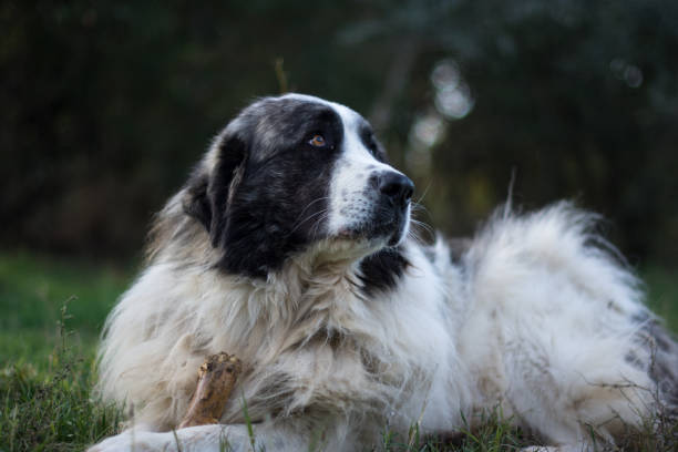 30+ Pyrenean Mastiff Stock Photos, Pictures & Royalty-Free Images - iStock | Schnauzer, Akita dog