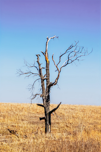Stark ragged leafless weathered and broken tree stands alone in winter prairie