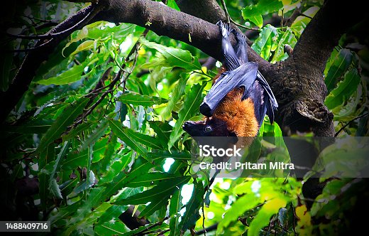 istock Bat hanging on the tree 1488409716