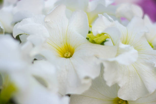 White Flower stock photo