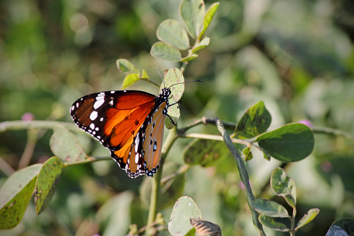 Monarch Butterfly Clustering in Santa Cruz and Pacific Grove, California