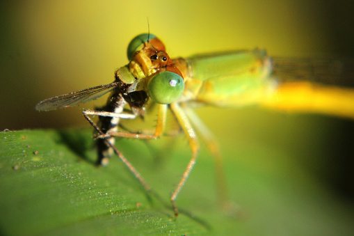 Enallagma cyathigerum Common Blue Damselfly Insect. Digitally Enhanced Photograph.