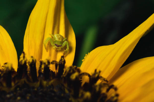 Green Spider on a yellow flower