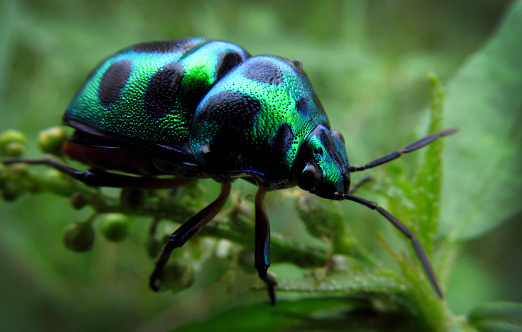 The beetle was photographed on a white background.