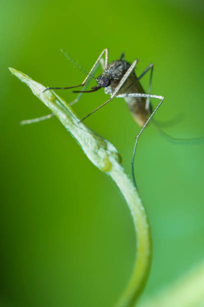 Mosquito resting on a green leaf during the night hours in Houston, TX. These are most prolific during the warmer months and can carry the West Nile virus.