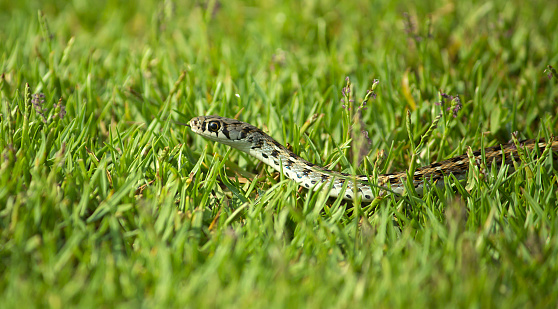 Little Snake on the grass stock photo