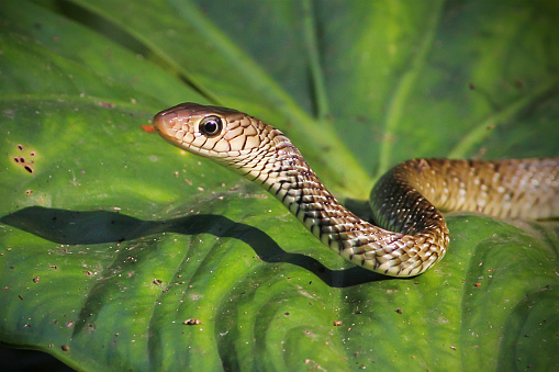 Rat Snake Closeup Image