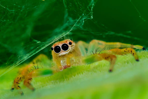 Spiders are unsung heroes of sustainability, playing a vital role in maintaining ecological balance. By naturally controlling insect populations, they reduce the need for chemical pesticides, supporting healthier ecosystems and agriculture. Their silk and hunting strategies also inspire innovations in sustainable technologies. Protecting spider habitats ensures a balanced and thriving environment for all.Location: Greater Noida, Uttar Pradesh (India)