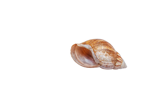 Giant African land snail shell isolated on white background. Big natural Lissachatina fulica empty shell cut out icon. Tulip shell cutout element for design with copy space