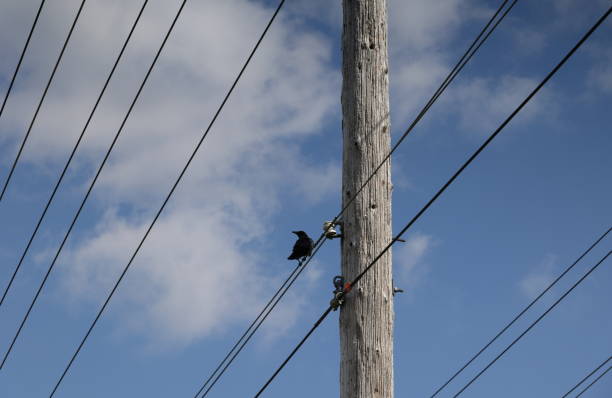 One Crow Perched on a Power Line in Canada