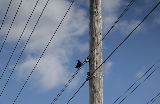 Low angle view of a lone crow observing from rows of power lines in Surrey, British Columbia. Spring afternoon with light clouds over Metro  Vancouver.